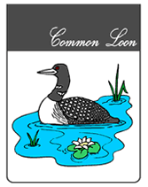 endangered common loon greeting card