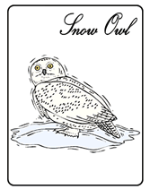 endangered snow owl greeting card