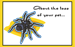 Free Printable Pet Spider Sympathy  Greeting Cards Template