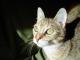 Green Eyed Cat